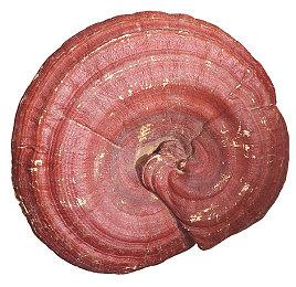 《最终幻想16》开发组正努力工作 确保发行时产品完美